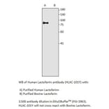 Anti-Human Lactoferrin Antibody from FabGennix (HLAC-101Y) - Antibodies.com