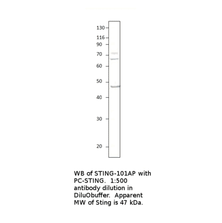 Anti-STING / TMEM173 Antibody from FabGennix (STING-101AP) - Antibodies.com