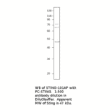 Anti-STING / TMEM173 Antibody from FabGennix (STING-101AP) - Antibodies.com