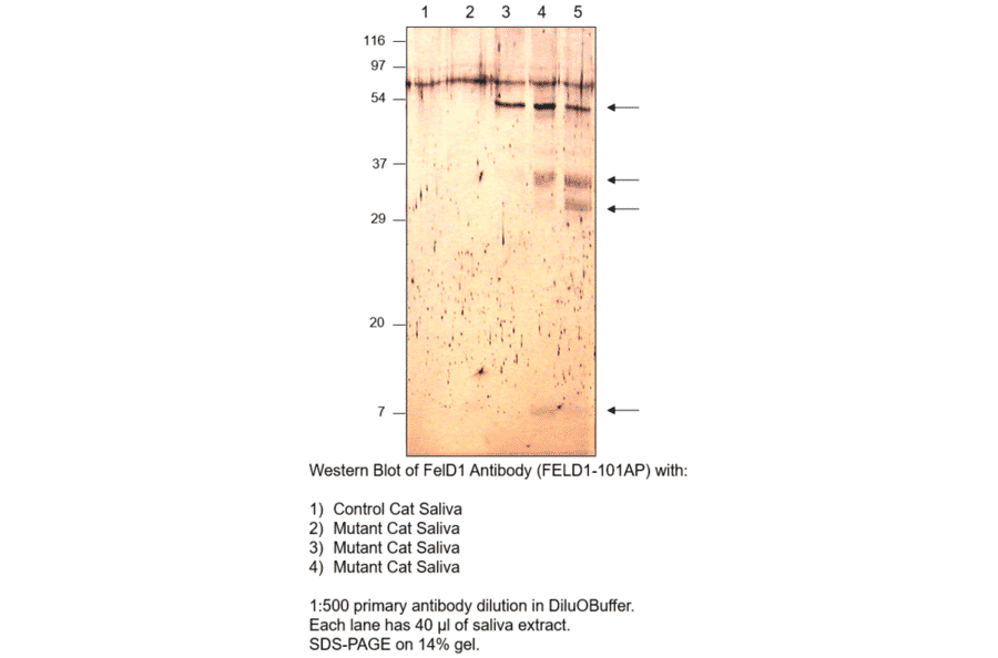 FEL D1 Major allergen 1 polypeptide chain 1 Antibody from FabGennix (FELD1-101AP) - Antibodies.com