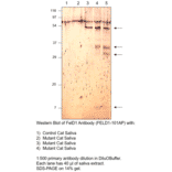 FEL D1 Major allergen 1 polypeptide chain 1 Antibody from FabGennix (FELD1-101AP) - Antibodies.com