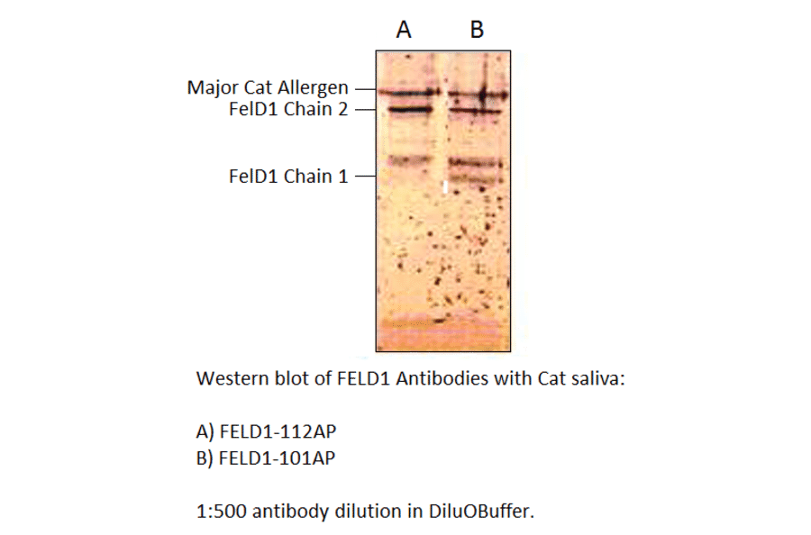 FEL D1 Major allergen 1 polypeptide chain 1 Antibody from FabGennix (FELD1-101AP) - Antibodies.com