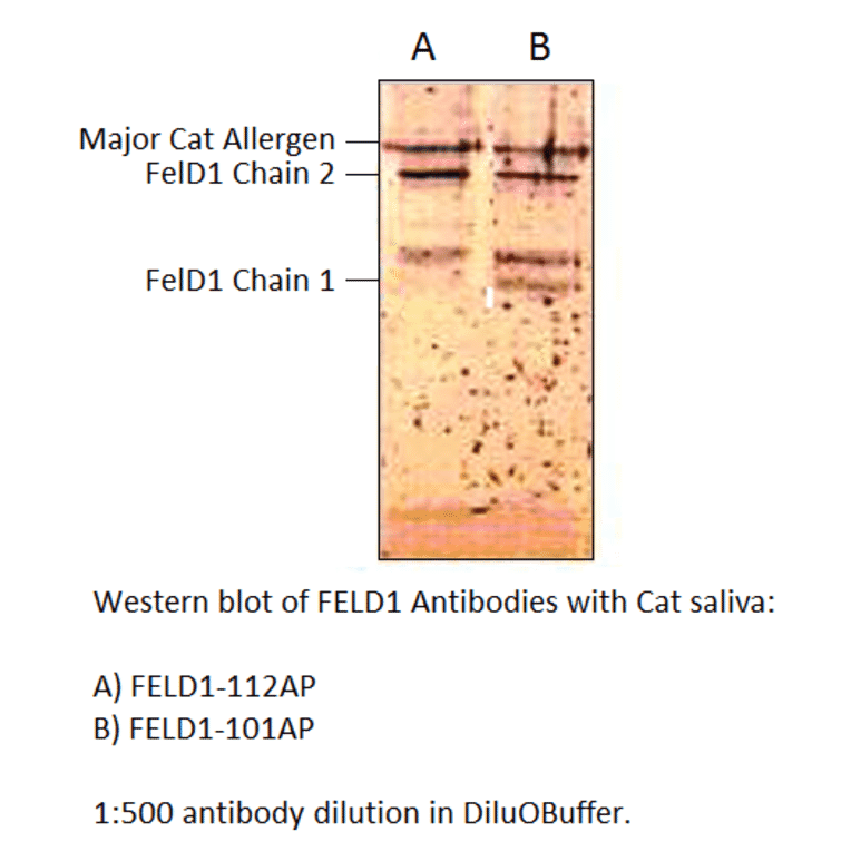 FEL D1 Major allergen 1 polypeptide chain 1 Antibody from FabGennix (FELD1-101AP) - Antibodies.com