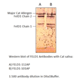 FEL D1 Major allergen 1 polypeptide chain 1 Antibody from FabGennix (FELD1-101AP) - Antibodies.com