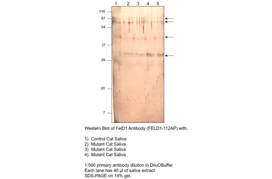 FEL D1 Major allergen 1 polypeptide chain 2 Antibody from FabGennix (FELD1-112AP) - Antibodies.com