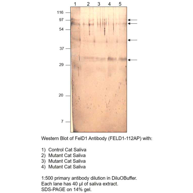 FEL D1 Major allergen 1 polypeptide chain 2 Antibody from FabGennix (FELD1-112AP) - Antibodies.com