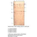 FEL D1 Major allergen 1 polypeptide chain 2 Antibody from FabGennix (FELD1-112AP) - Antibodies.com