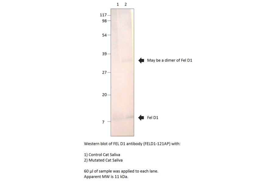 FEL D1 Major allergen 1 polypeptide chain 1 Antibody from FabGennix (FELD1-121AP) - Antibodies.com