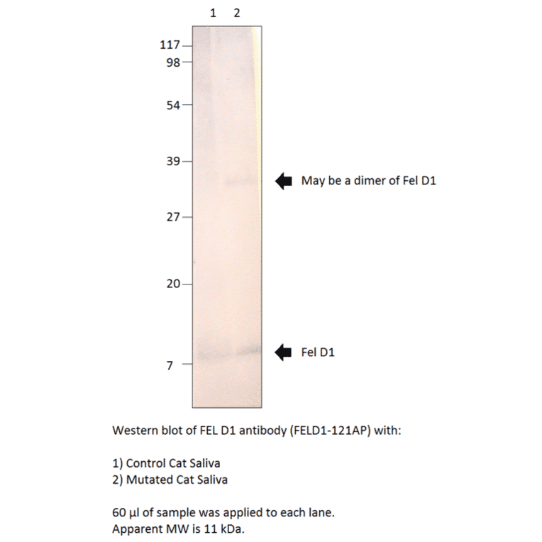 FEL D1 Major allergen 1 polypeptide chain 1 Antibody from FabGennix (FELD1-121AP) - Antibodies.com