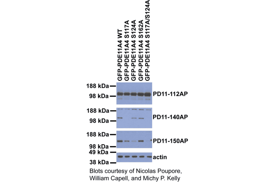 Anti-Phospho-PDE11A Antibody (S117 & S124) from FabGennix (PPD11A-150AP) - Antibodies.com