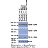 Anti-Phospho-PDE11A Antibody (S117 & S124) from FabGennix (PPD11A-150AP) - Antibodies.com
