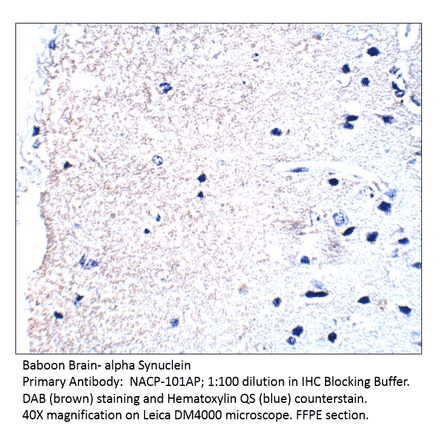 Anti-Alpha Synuclein Antibody from FabGennix (NACP-101AP) - Antibodies.com