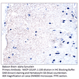 Anti-Alpha Synuclein Antibody from FabGennix (NACP-101AP) - Antibodies.com