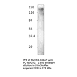 Anti-KAT13C / NCOA2 Antibody from FabGennix (NUCR2-101AP) - Antibodies.com