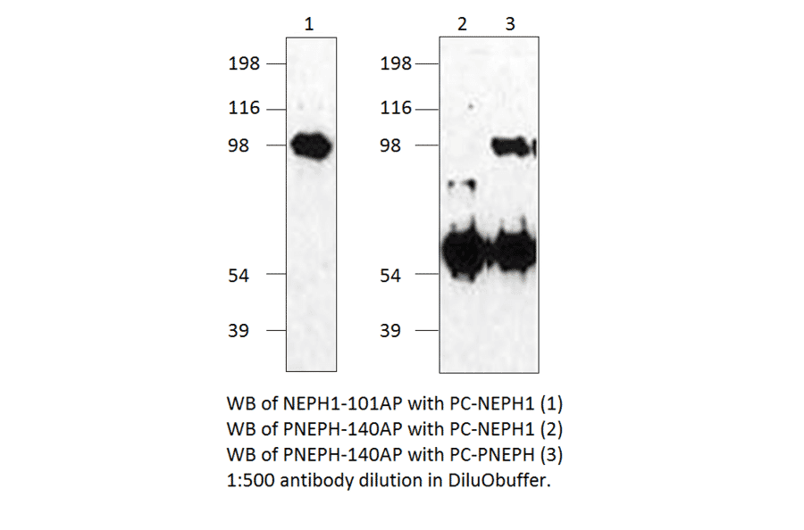 Anti-Phospho-KIRREL Antibody from FabGennix (PNEPH-140AP) - Antibodies.com