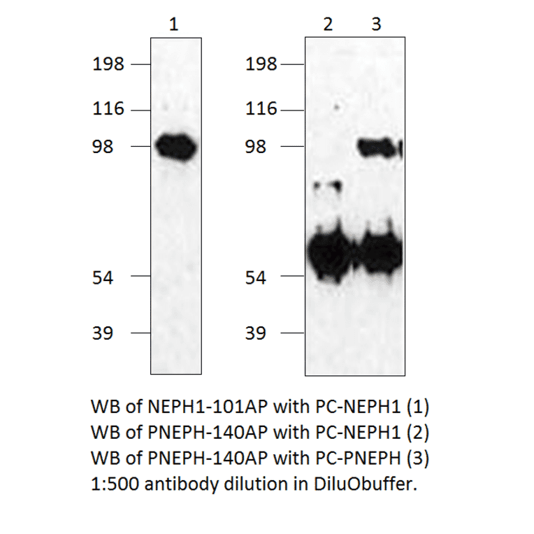 Anti-Phospho-KIRREL Antibody from FabGennix (PNEPH-140AP) - Antibodies.com
