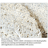 Anti-Phospho-STAT1 Antibody from FabGennix (PSTAT1-140AP) - Antibodies.com