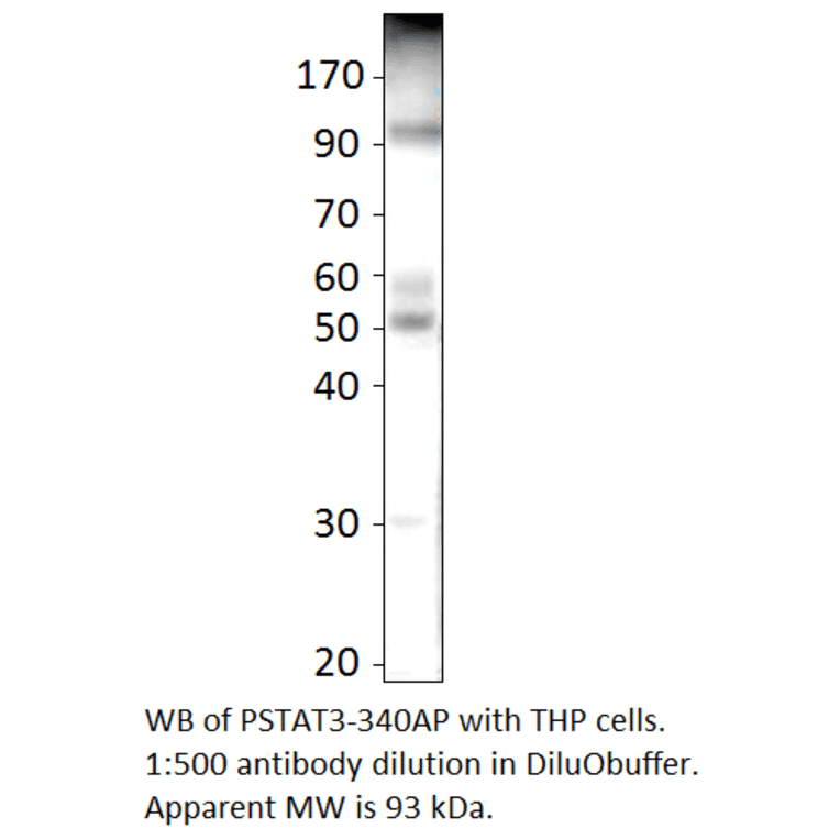 Anti-Phospho-STAT3 Antibody from FabGennix (PSTAT3-340AP) - Antibodies.com