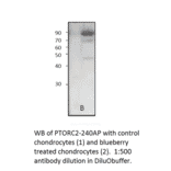 Anti-Phospho-TORC2 Antibody from FabGennix (PTORC2-140AP) - Antibodies.com