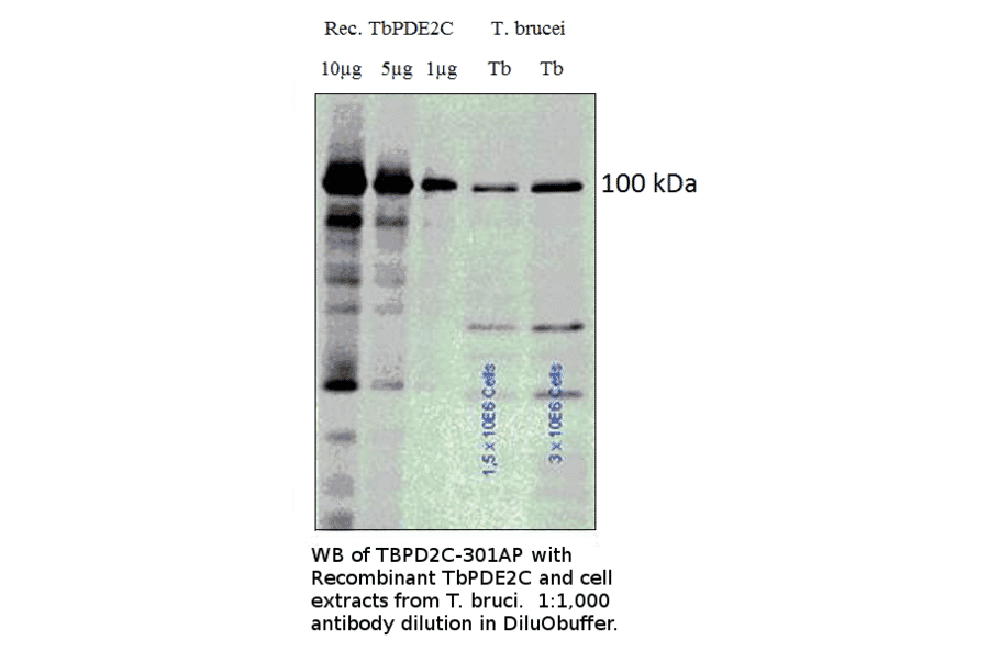 Anti-PDE2C / PDEB1 Antibody from FabGennix (TBPD2C-301AP) - Antibodies.com