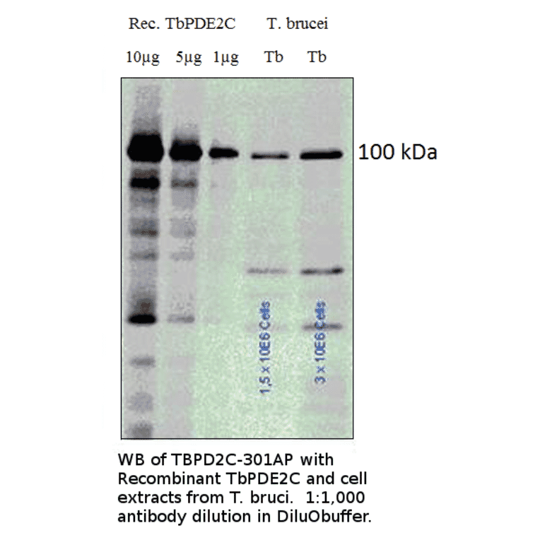 Anti-PDE2C / PDEB1 Antibody from FabGennix (TBPD2C-301AP) - Antibodies.com