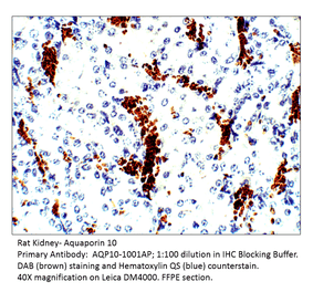 Anti-Aquaporin 10 Antibody from FabGennix (AQP10-1001AP) - Antibodies.com