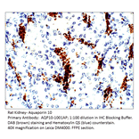 Anti-Aquaporin 10 Antibody from FabGennix (AQP10-1001AP) - Antibodies.com