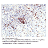 Anti-Aquaporin 10 Antibody from FabGennix (AQP10-1001AP) - Antibodies.com
