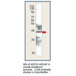 Anti-Aquaporin 10 Antibody from FabGennix (AQP10-1001AP) - Antibodies.com