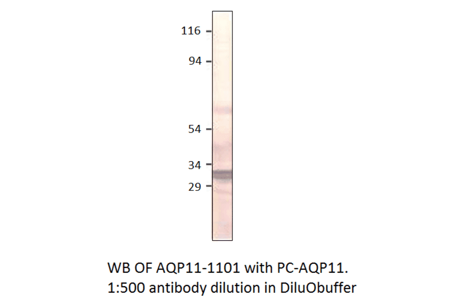 Anti-Aquaporin 11 Antibody from FabGennix (AQP11-1101AP) - Antibodies.com