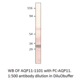 Anti-Aquaporin 11 Antibody from FabGennix (AQP11-1101AP) - Antibodies.com