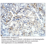 Anti-Aquaporin 12 Antibody from FabGennix (AQP12-1201AP) - Antibodies.com