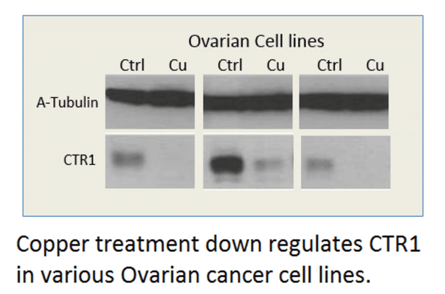 Anti-CTR1 / SLC31A1 Antibody from FabGennix (CTR1-101AP) - Antibodies.com