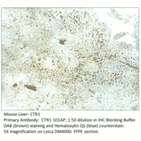 Anti-CTR1 / SLC31A1 Antibody from FabGennix (CTR1-101AP) - Antibodies.com