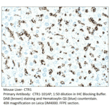 Anti-CTR1 / SLC31A1 Antibody from FabGennix (CTR1-101AP) - Antibodies.com