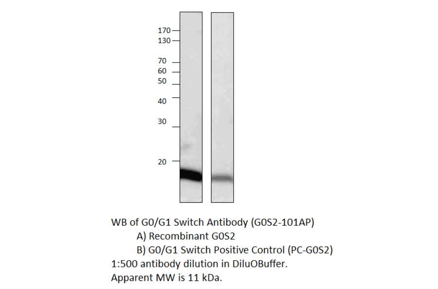 Anti-G0/G1 switch 2 Antibody from FabGennix (G0S2-101AP) - Antibodies.com