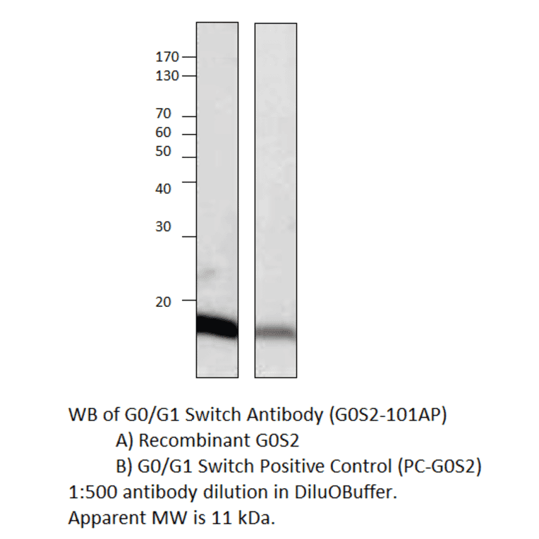 Anti-G0/G1 switch 2 Antibody from FabGennix (G0S2-101AP) - Antibodies.com