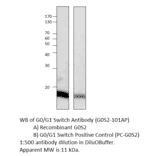 Anti-G0/G1 switch 2 Antibody from FabGennix (G0S2-101AP) - Antibodies.com