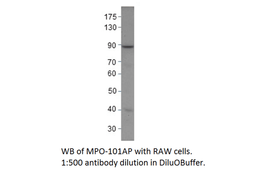 Anti-Myeloperoxidase Antibody from FabGennix (MPO-101AP) - Antibodies.com