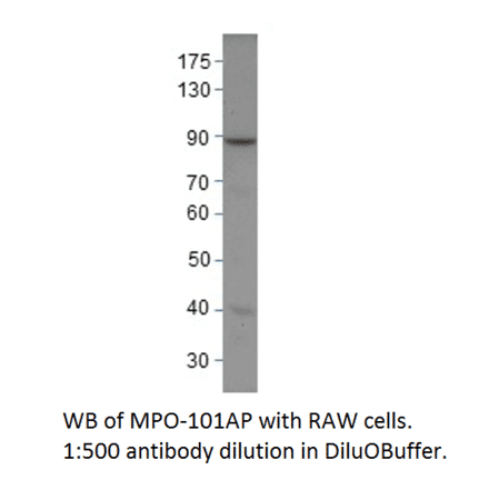 Anti-Myeloperoxidase Antibody from FabGennix (MPO-101AP) - Antibodies.com