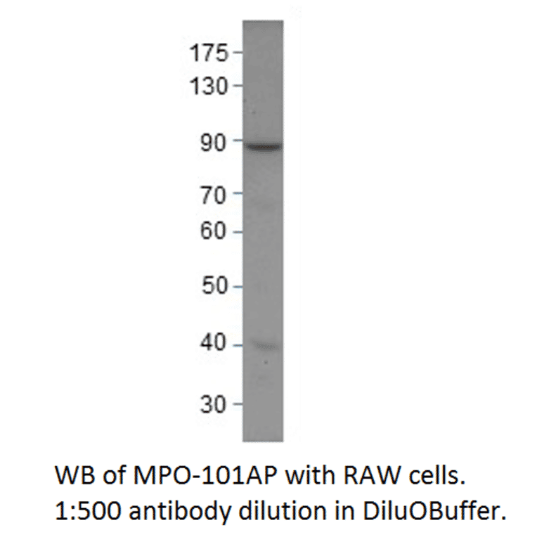 Anti-Myeloperoxidase Antibody from FabGennix (MPO-101AP) - Antibodies.com