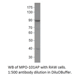 Anti-Myeloperoxidase Antibody from FabGennix (MPO-101AP) - Antibodies.com