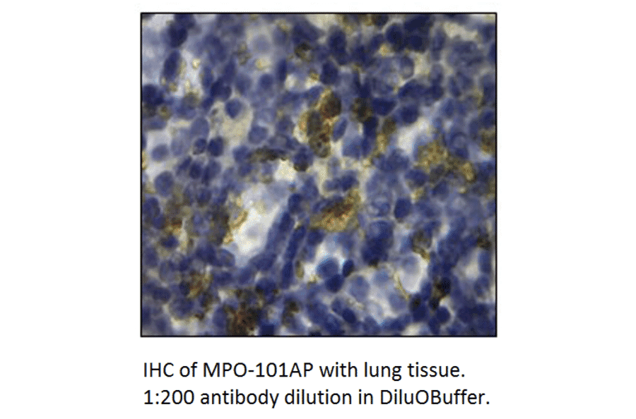 Anti-Myeloperoxidase Antibody from FabGennix (MPO-101AP) - Antibodies.com