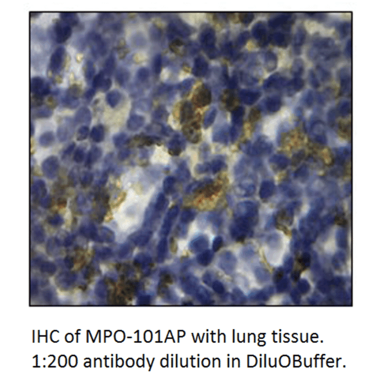 Anti-Myeloperoxidase Antibody from FabGennix (MPO-101AP) - Antibodies.com