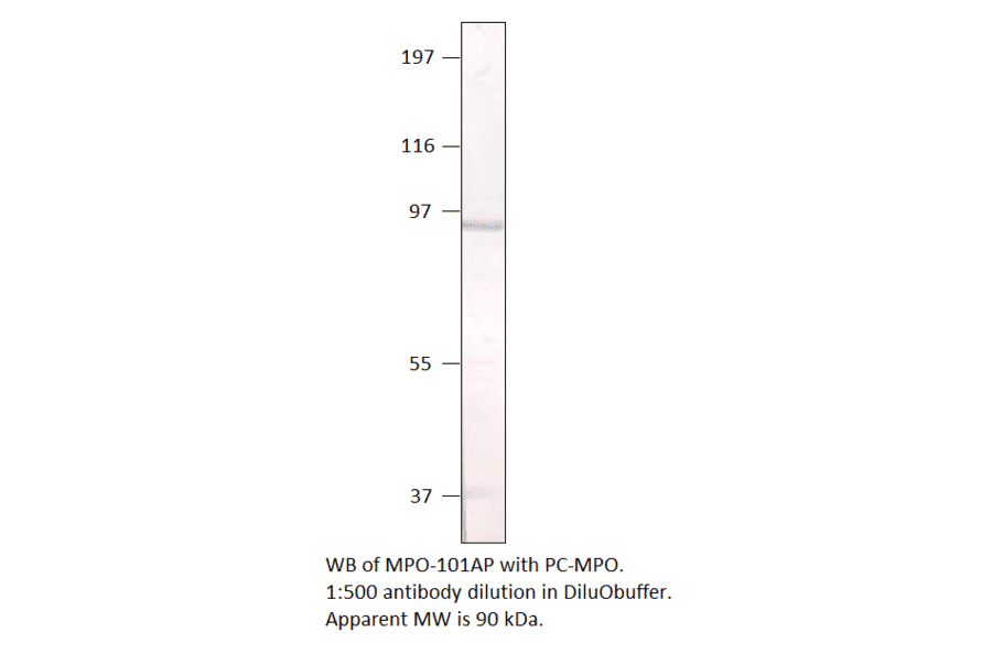 Anti-Myeloperoxidase Antibody from FabGennix (MPO-101AP) - Antibodies.com