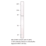 Anti-Myeloperoxidase Antibody from FabGennix (MPO-101AP) - Antibodies.com