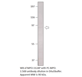 Anti-Myeloperoxidase Antibody from FabGennix (MPO-112AP) - Antibodies.com