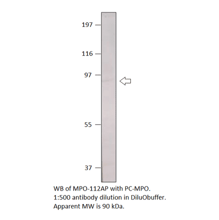 Anti-Myeloperoxidase Antibody from FabGennix (MPO-112AP) - Antibodies.com