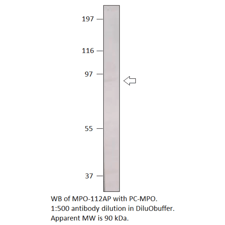 Anti-Myeloperoxidase Antibody from FabGennix (MPO-112AP) - Antibodies.com