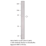 Anti-Myeloperoxidase Antibody from FabGennix (MPO-112AP) - Antibodies.com
